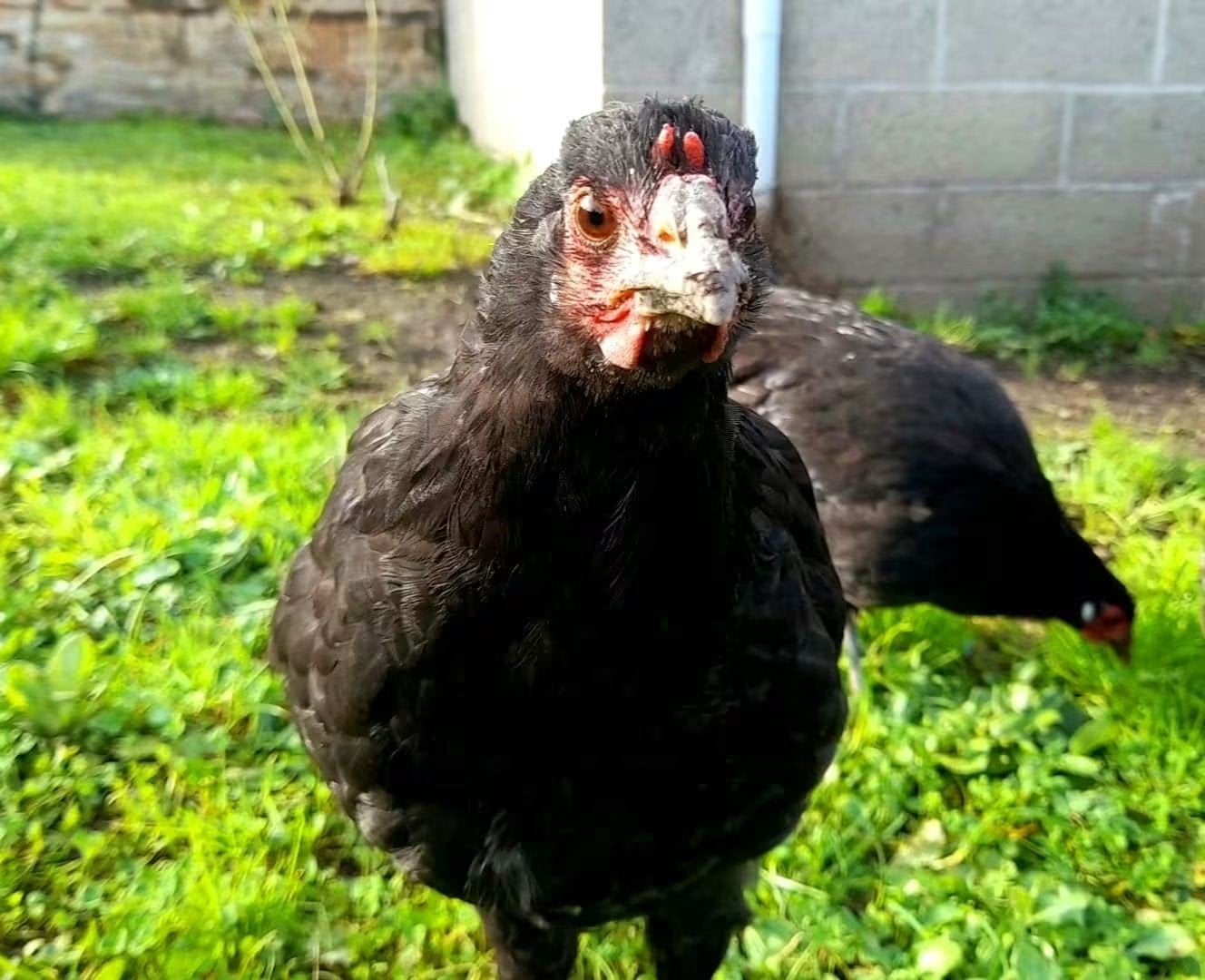 Poulettes et coqs de race LA FLÈCHE, Plusieurs animaux, Poule ou poulet