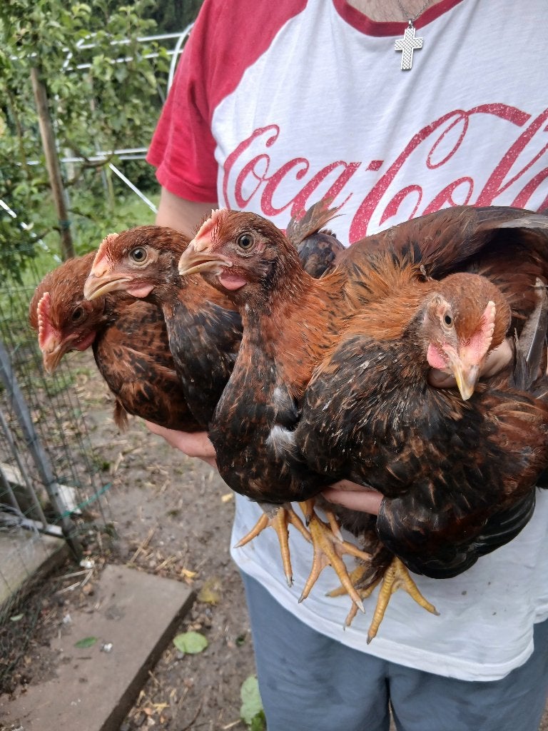 4 welsumer haantjes, Dieren en Toebehoren, Pluimvee, Mannelijk, Kip