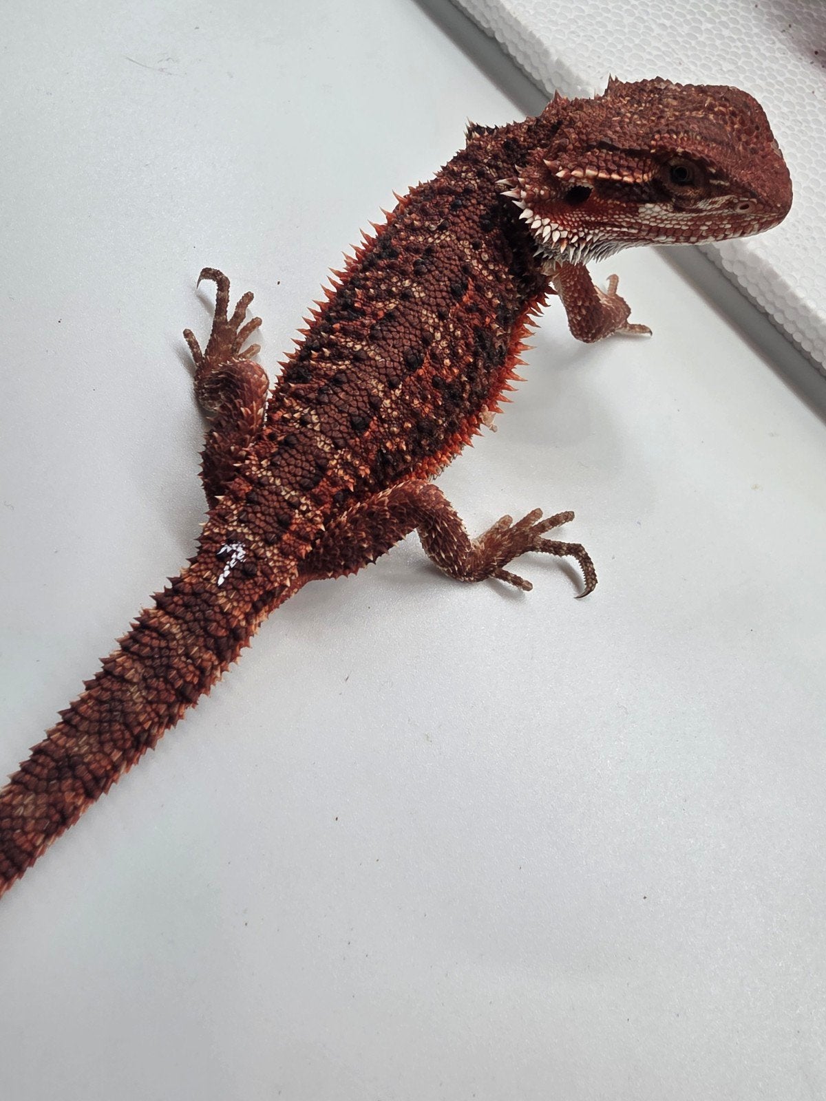 dark red monster, het hypo, man