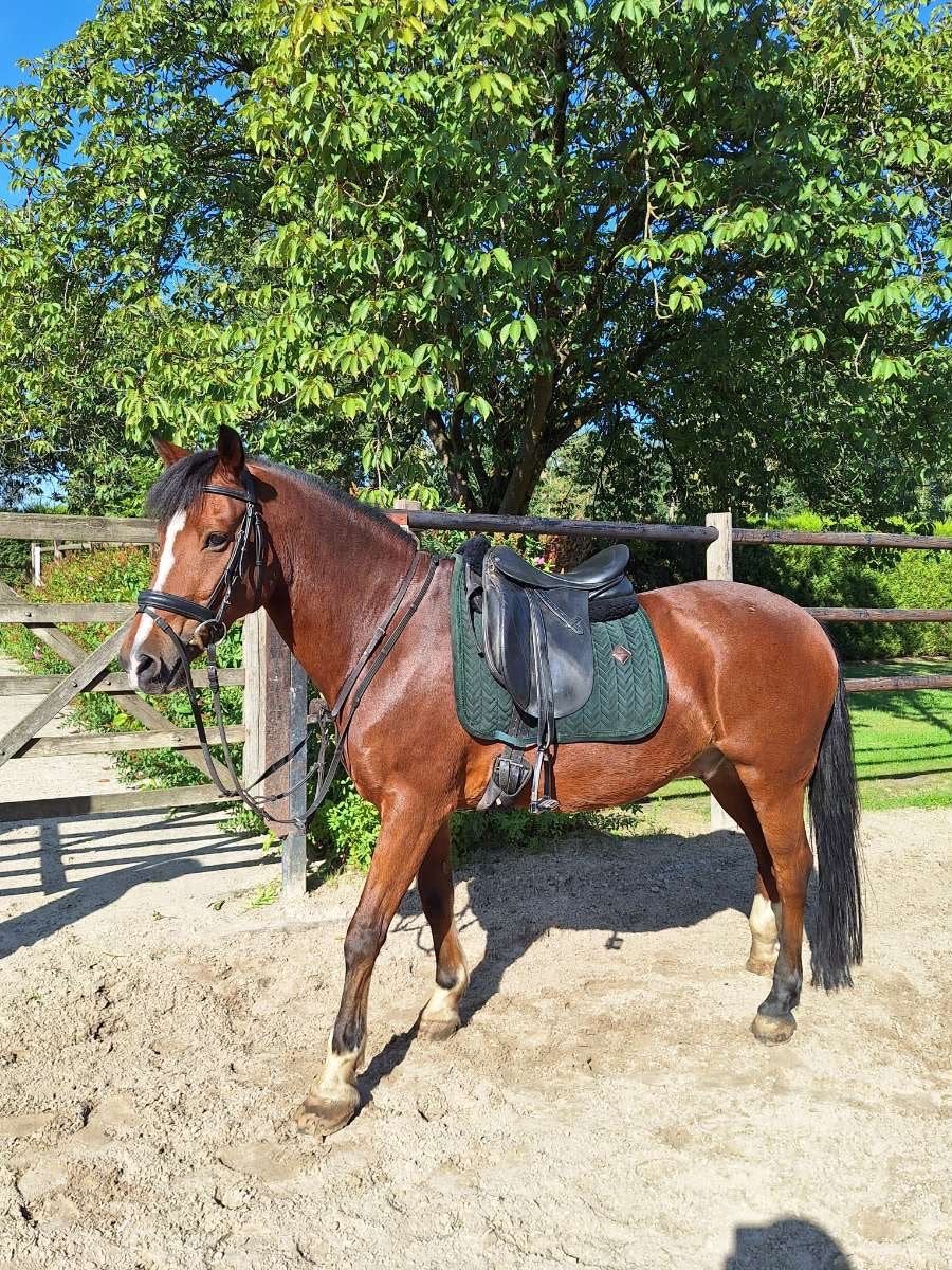 Ervaren D-pony ruin zoekt een fijne, nieuwe thuis, Dieren en Toebehoren, Gechipt, Ruin, Springpony, Zadelmak
