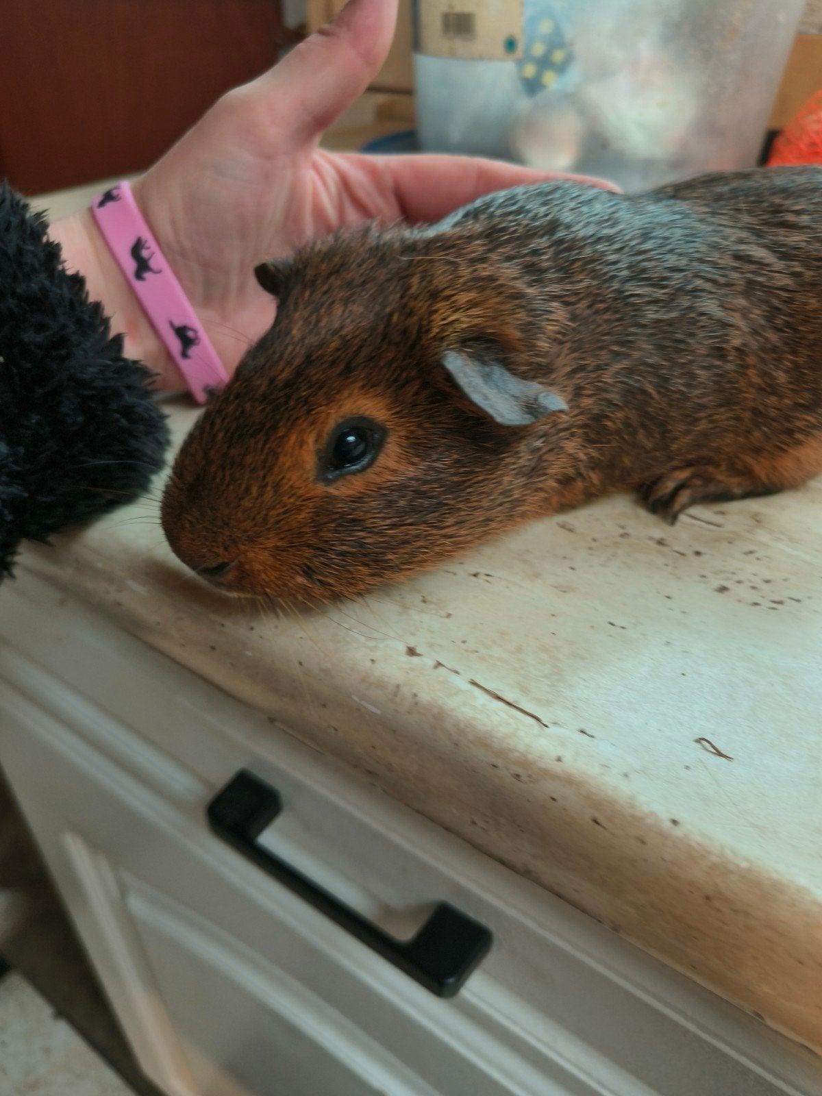 bruine cavia, Animaux & Accessoires, Août, Mâle, Cobaye