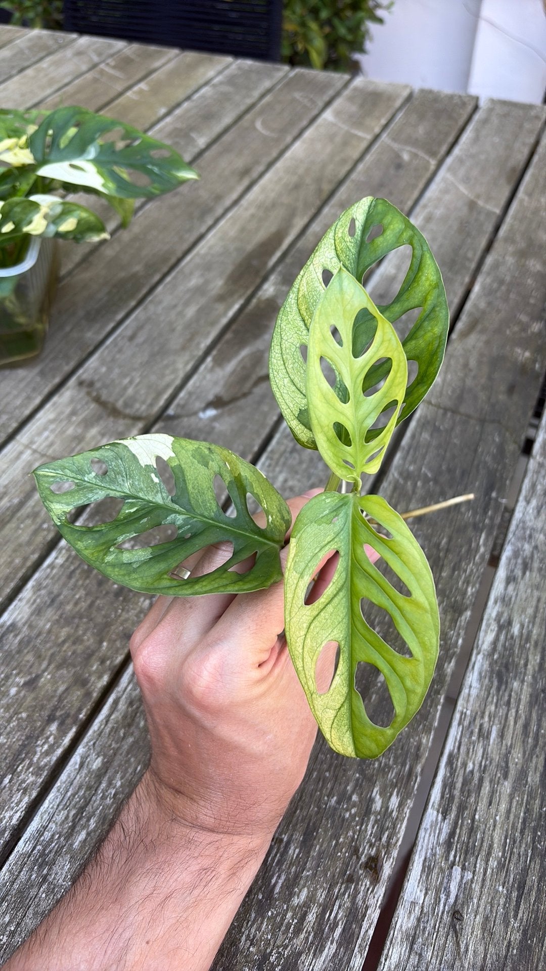 Monstera adansonii albo, Enlèvement ou Envoi