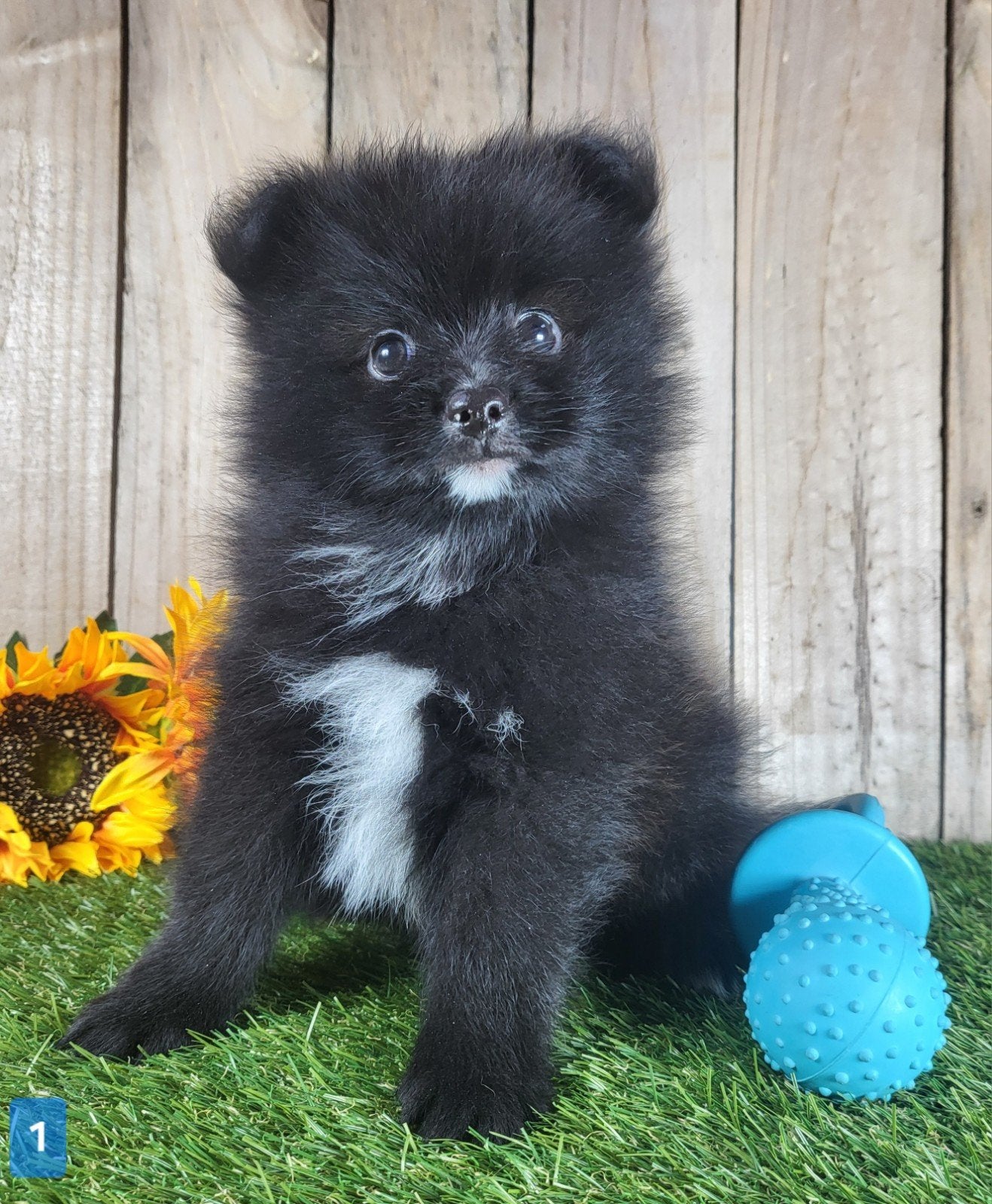 Pomeriaan pup / dwergkees pup / pomeranian pup / pom pup