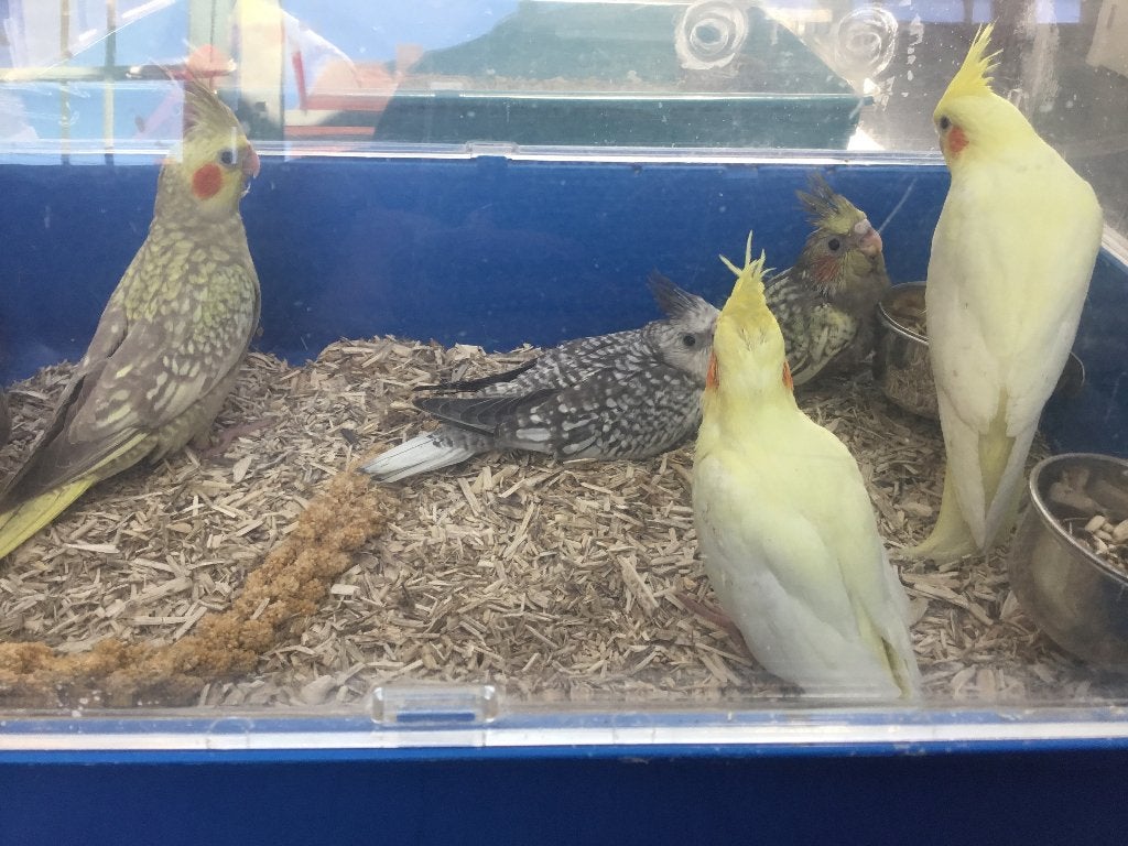 Handtamme valkjes, Geslacht onbekend, Parkiet, Tam