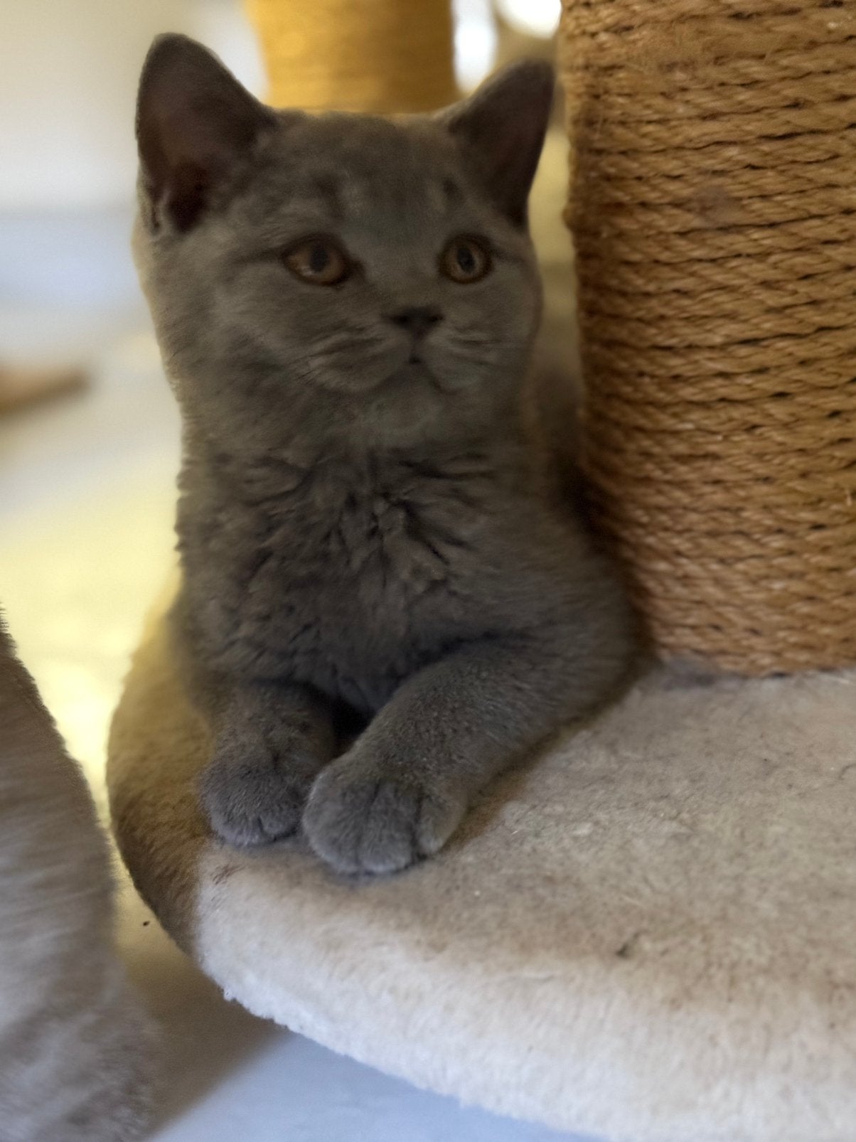 Supermooie Britse Korthaar kittens – Blauw & vertrekklaar!, Dieren en Toebehoren, Meerdere dieren, Gechipt, 0 tot 2 jaar