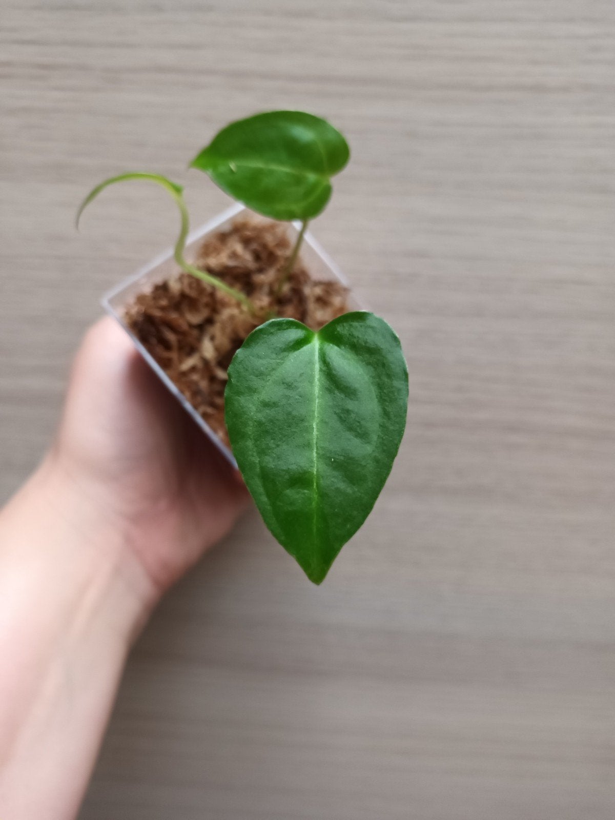 Anthurium magnificum x dark crystallinum, Huis en Inrichting, Kamerplanten, Ophalen of Verzenden
