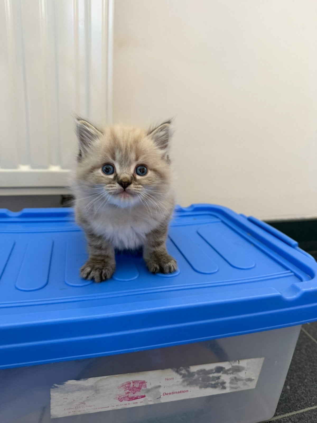 Ragdoll kitten, Dieren en Toebehoren, Kater, Met stamboom, 0 tot 2 jaar