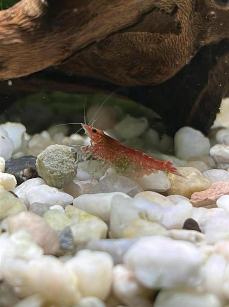 Vuurgarnalen te koop, Dieren en Toebehoren, Vissen | Aquariumvissen