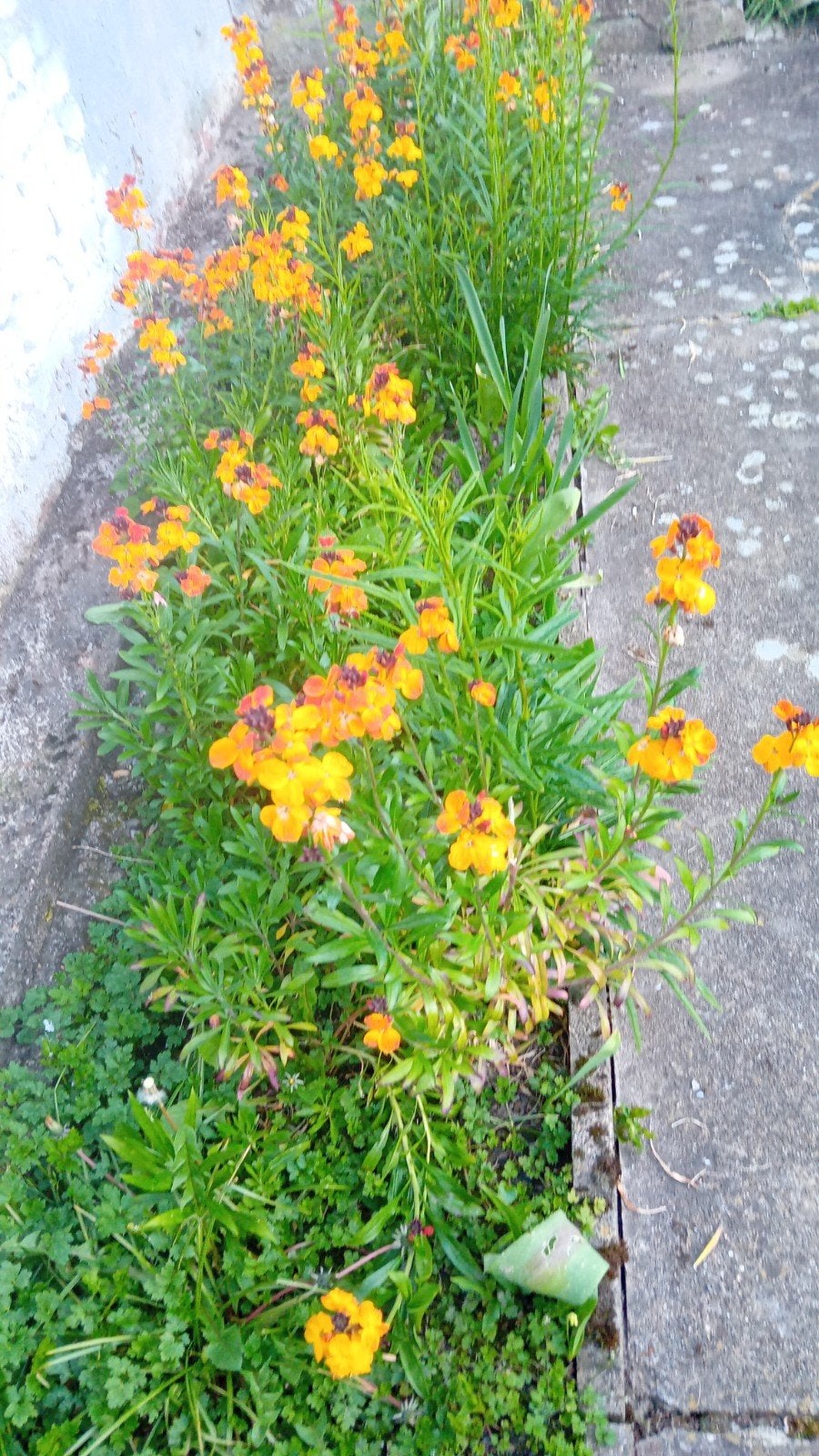 Fleur vivace  Girofle, Jardin & Terrasse, Enlèvement, Automne