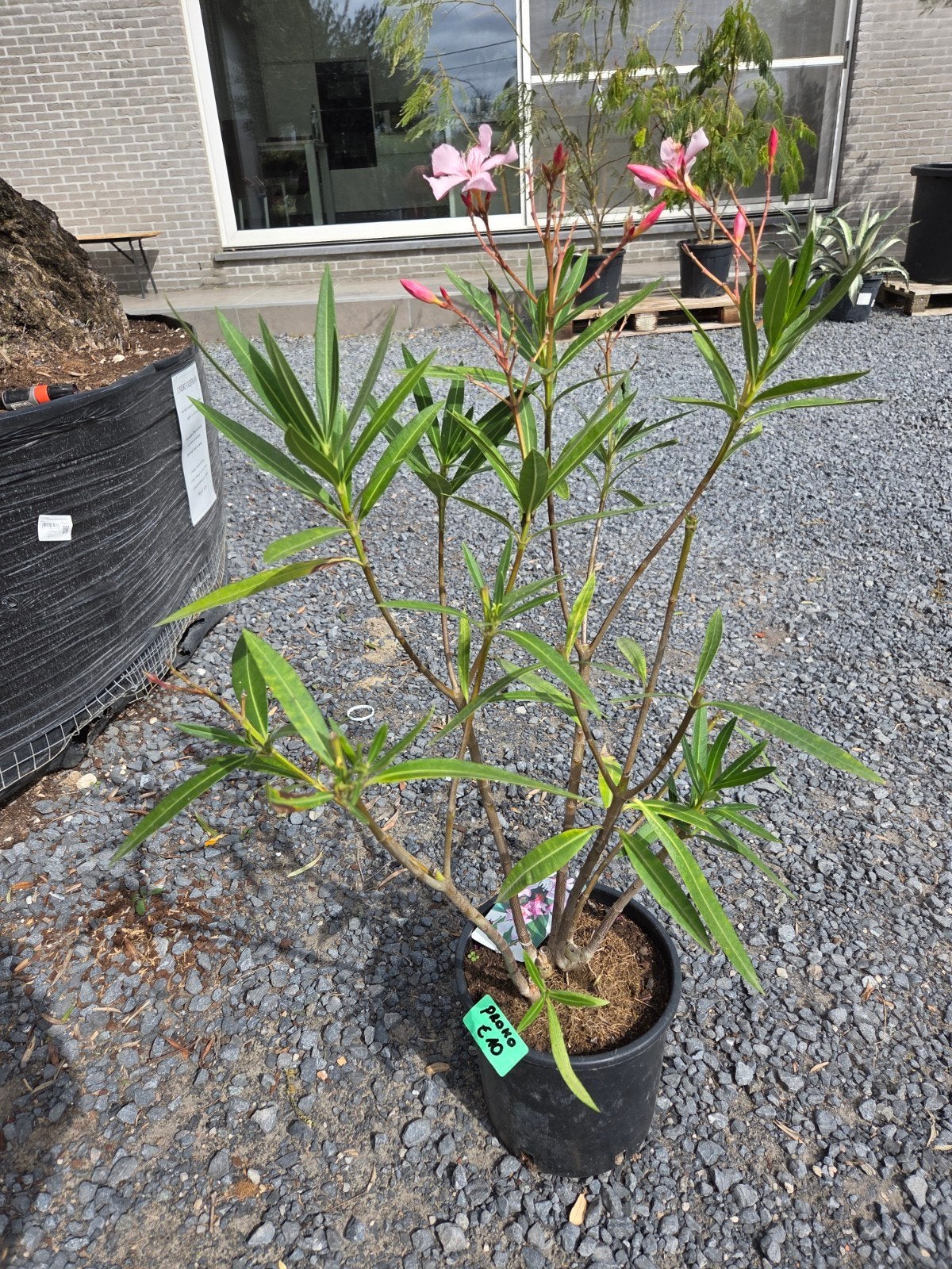 Nerium Oleander - laatste stuk, Ophalen