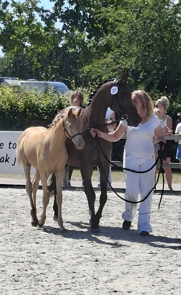 Gold champagne merrieveulen NRPS en volbloed Arabier, Meerdere dieren, Niet van toepassing, E pony (1.48m - 1.57m), Met stamboom