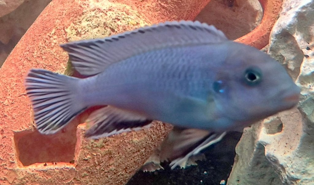 Malawi ciclide, Vis, Zoetwatervis