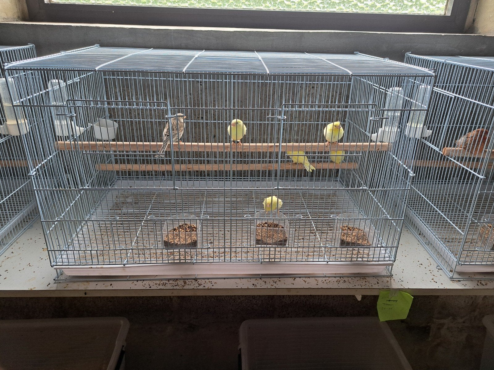 Kanarie, Dieren en Toebehoren, Vogels | Kanaries