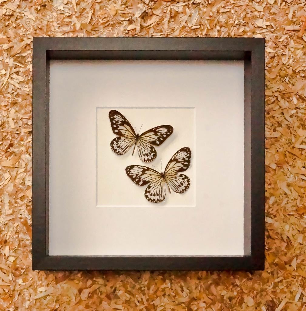 2 idea ideopsis in kader, Verzamelen, Ophalen of Verzenden, Nieuw, Insect, Opgezet dier