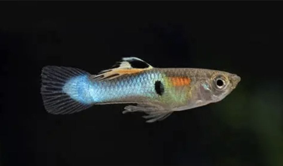 Enler Guppy mannetje, Dieren en Toebehoren, Vis, Zoetwatervis