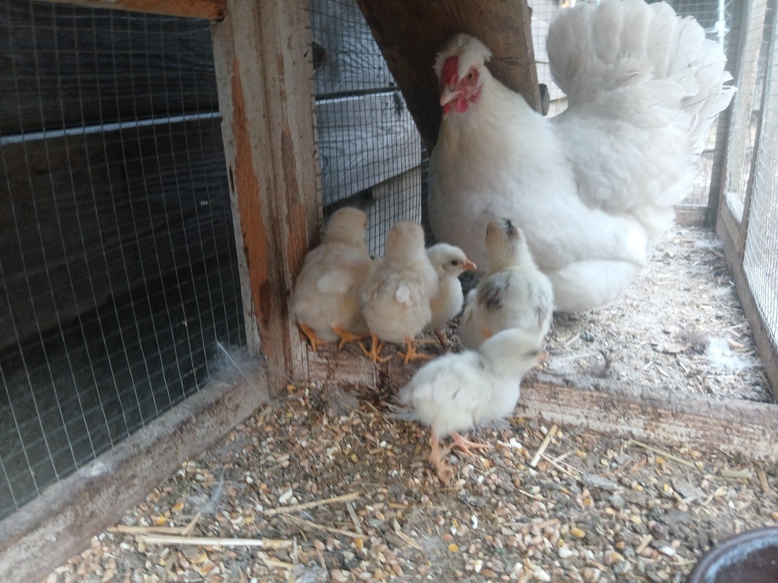 Kip met 10 kuıkens, Dieren en Toebehoren, Pluimvee, Kip