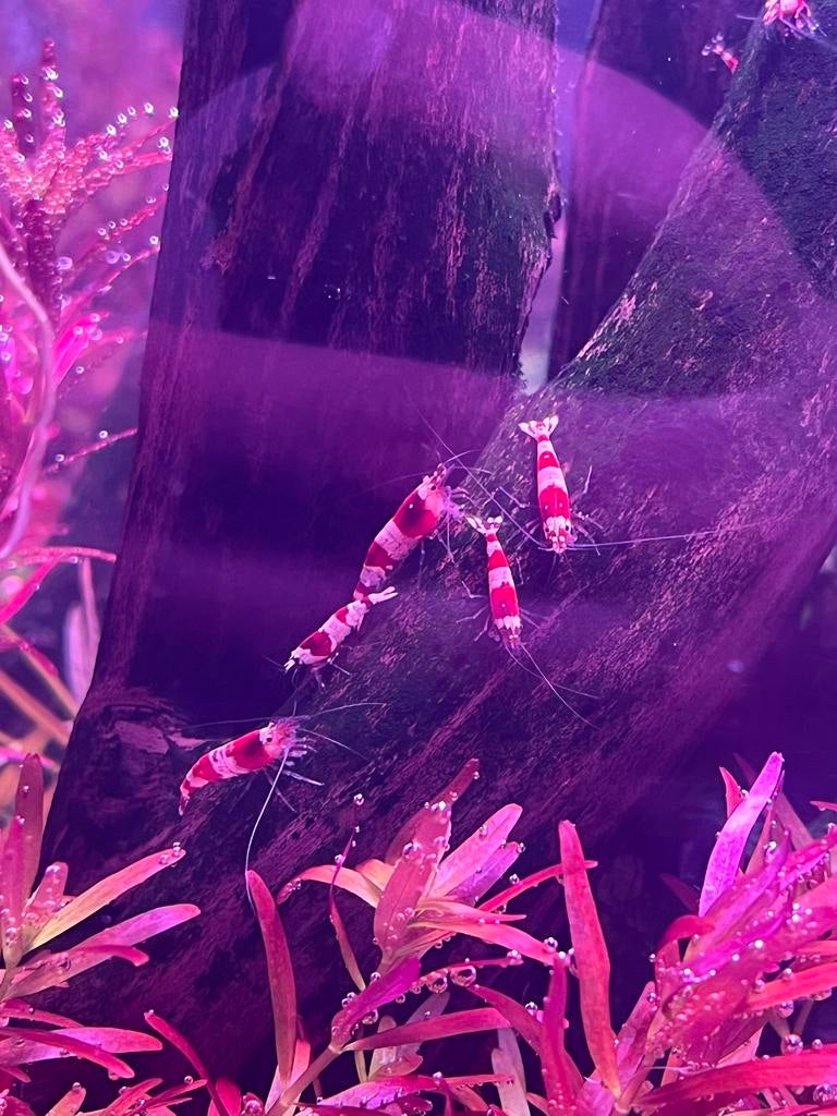 Crystal red caridina.