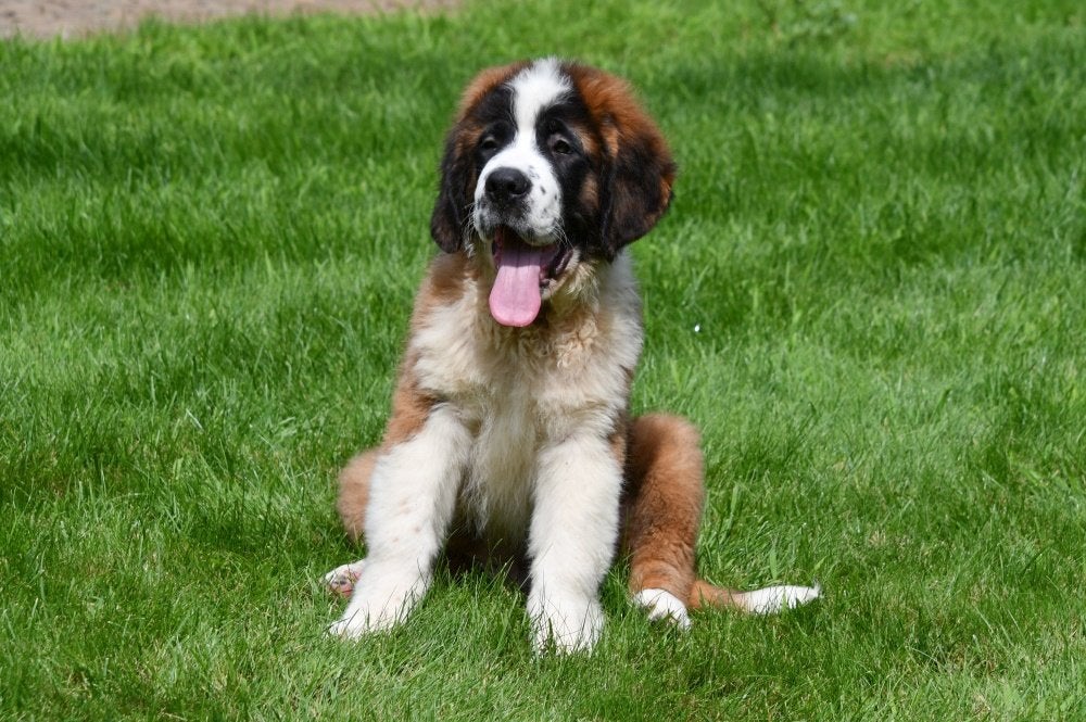 Chiots Saint-Bernard à vendre, 15 semaines à 1 an, Chien (mâle), Maladie de Carré (chiens), Autres races