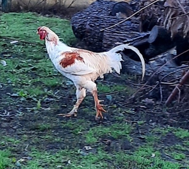 Twee hanen, Dieren en Toebehoren, Mannelijk, Kip
