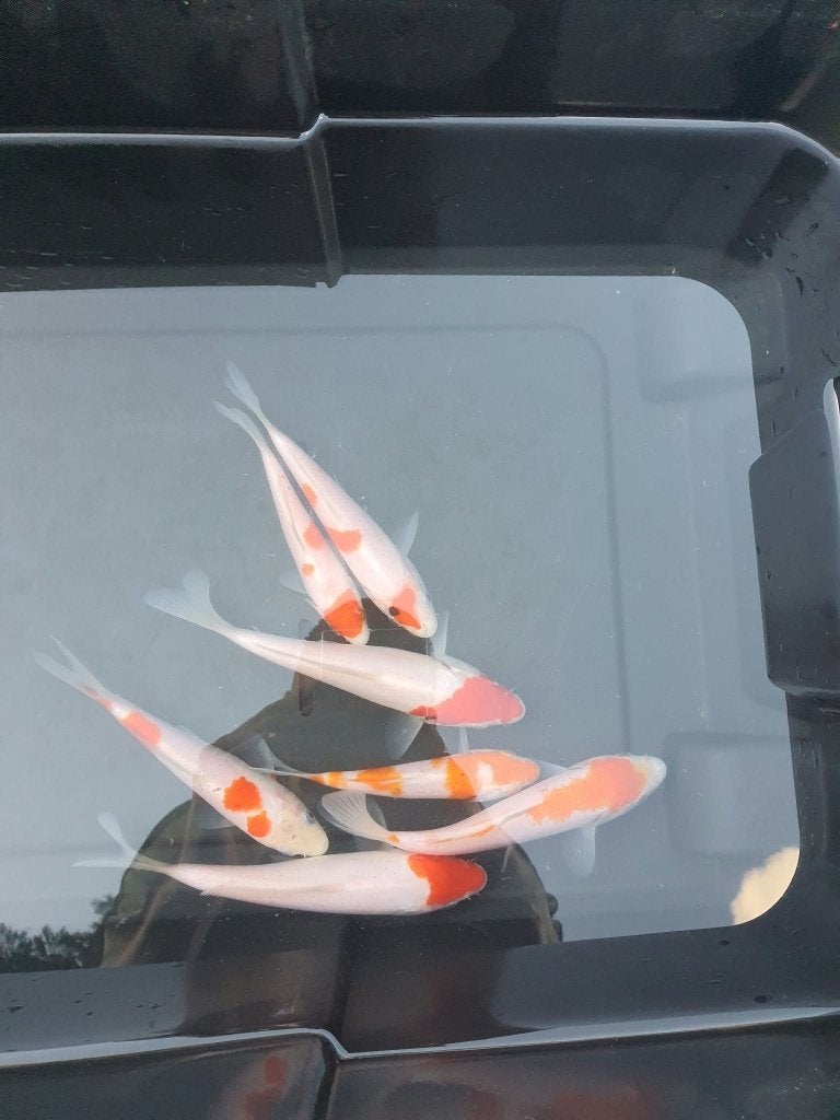 Dernière chance ! (7 koï) — Tancho, Kohaku et Tancho Kohaku, Carpe ou Koï