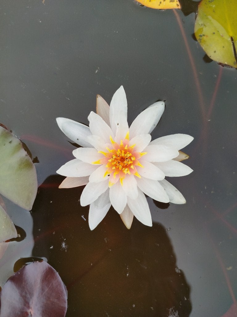 Roze en witte waterlelies, Ophalen, Nieuw