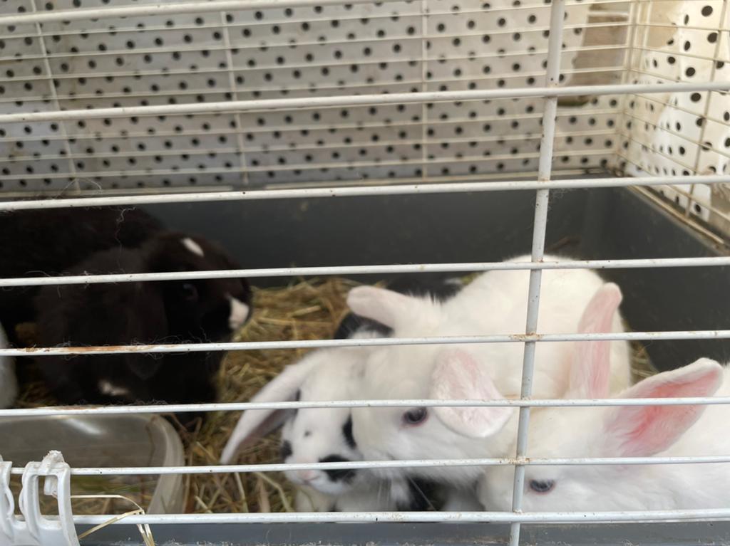 Konijnen te koop, December, Meerdere dieren, Overige typen, Tam