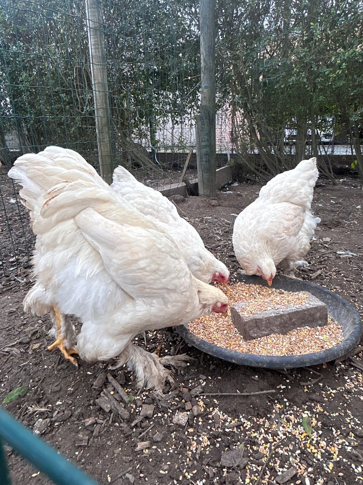 Brahma 2 hennen 1 haan, Dieren en Toebehoren, Vrouwelijk, Kip