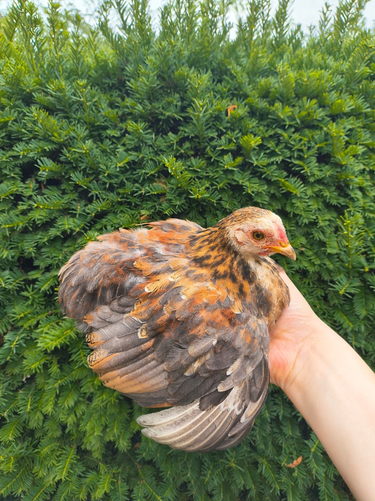 kuikentjes, Dieren en Toebehoren, Geslacht onbekend, Kip