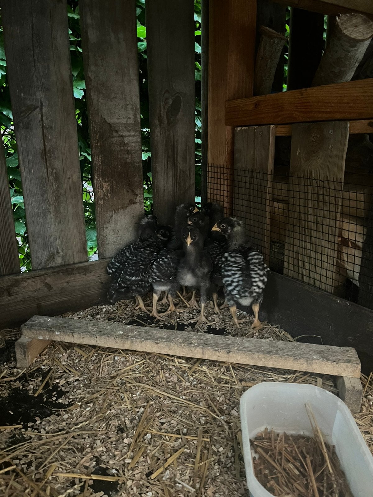 Amarok kuikens, Dieren en Toebehoren, Pluimvee, Geslacht onbekend, Kip