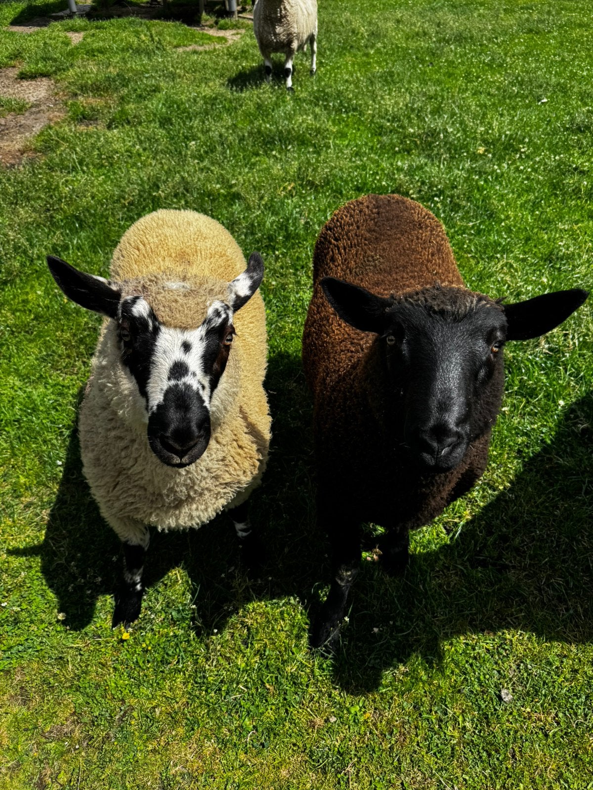 2 ramlammeren, Dieren en Toebehoren, Schapen, Geiten en Varkens