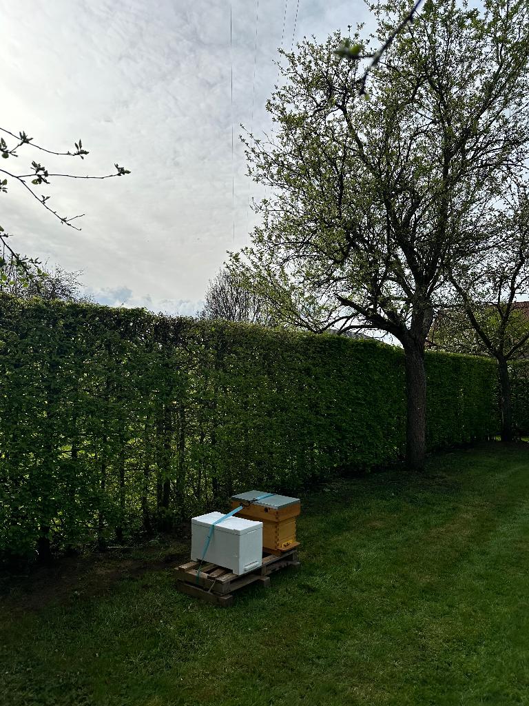 Carnica bijenvolk 6 ramer simplex, Bijen