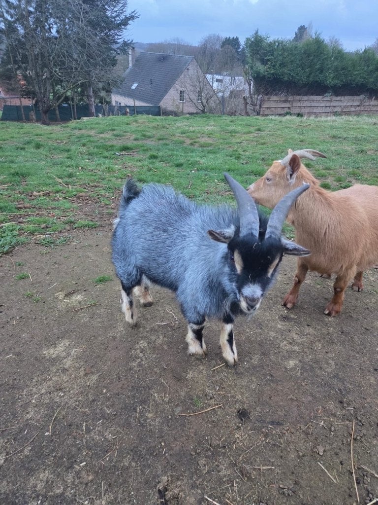 Dwerggeiten bok, Dieren en Toebehoren, Schapen, Geiten en Varkens, Mannelijk, Geit, 0 tot 2 jaar