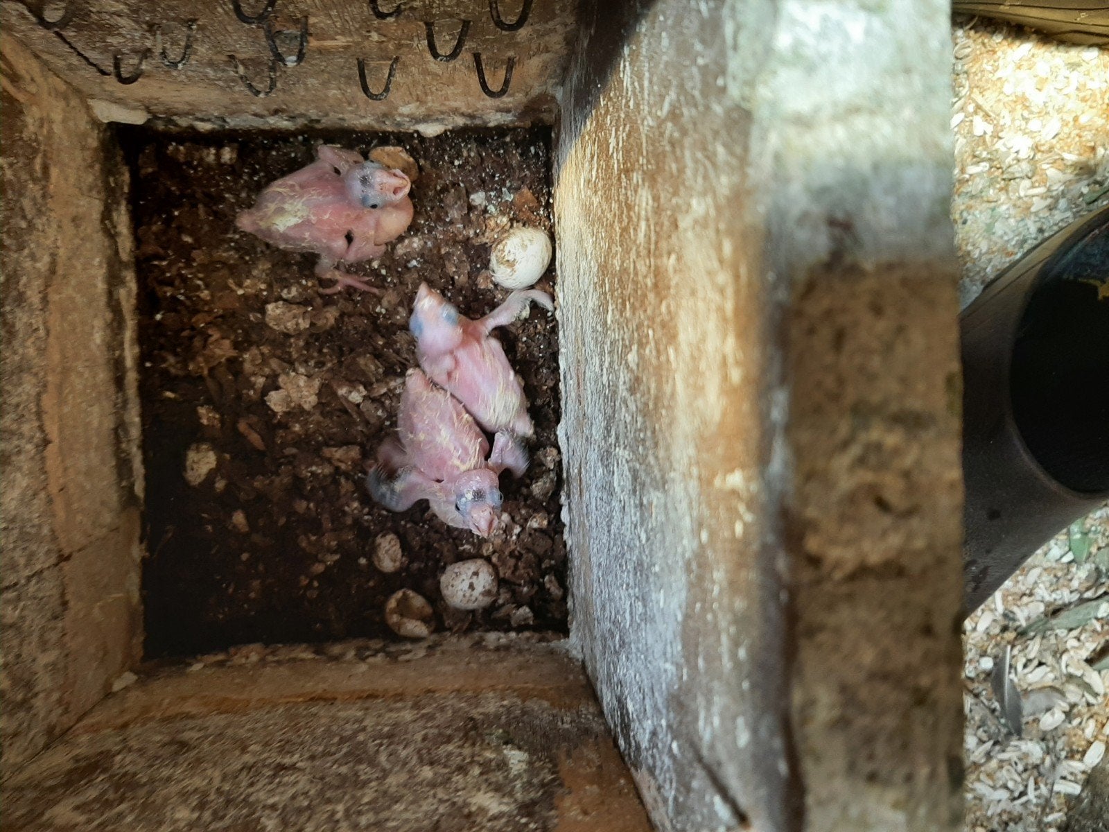 Valkparkieten, Dieren en Toebehoren