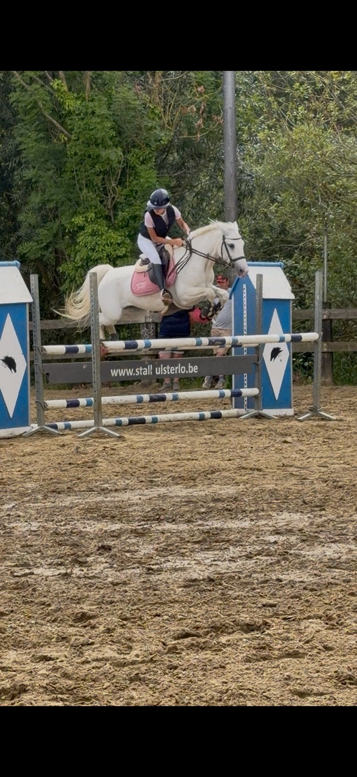 Top D-pony op zoek naar een nieuw huisje, Dieren en Toebehoren, Pony's, Merrie