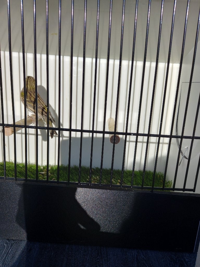 Canari européen (Cini) femelle, Femelle, Oiseau chanteur sauvage, Bagué