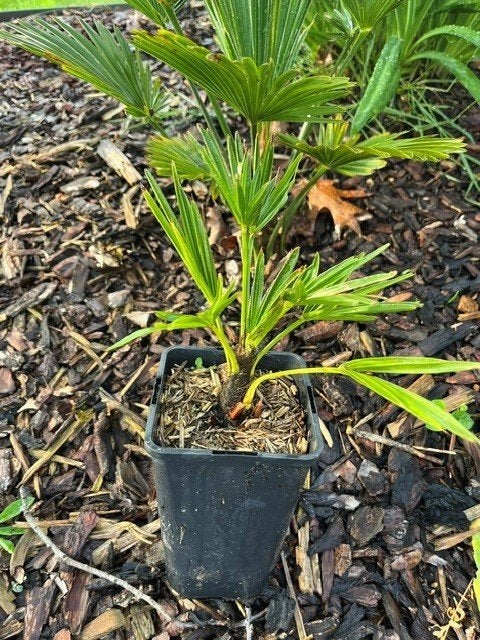 Trachycarpus wagnerianus, Tuin en Terras, Planten | Bomen, Ophalen of Verzenden, Lente, Minder dan 100 cm, Palmboom