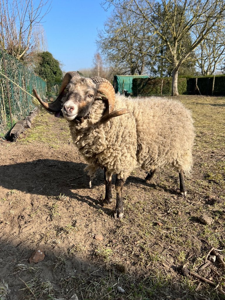 Prachtige Ouessant ram – 3 jaar – schimmelgrijs, Dieren en Toebehoren, Schapen, Geiten en Varkens, Schaap, Mannelijk, 3 tot 5 jaar