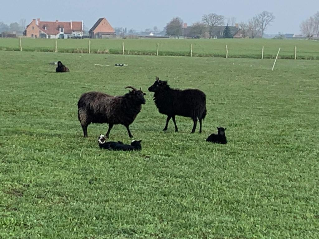 schapen, Dieren en Toebehoren, Schapen, Geiten en Varkens, Schaap, Meerdere dieren, 0 tot 2 jaar