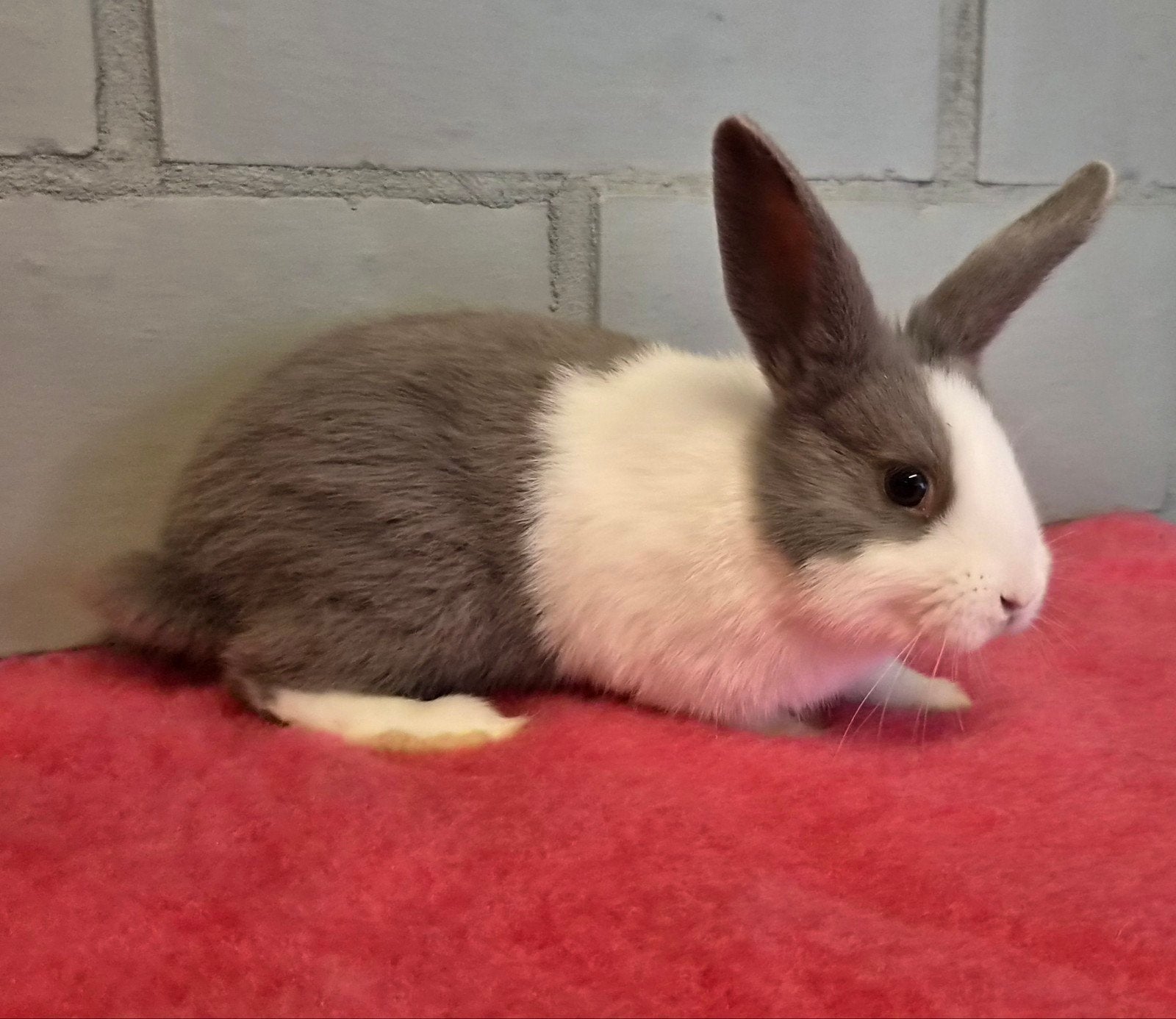 Hollander konijntjes, Dieren en Toebehoren, Meerdere dieren, Klein, 0 tot 2 jaar