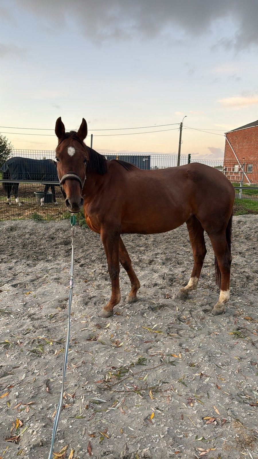 5 jarige spring merrie te koop, Dieren en Toebehoren