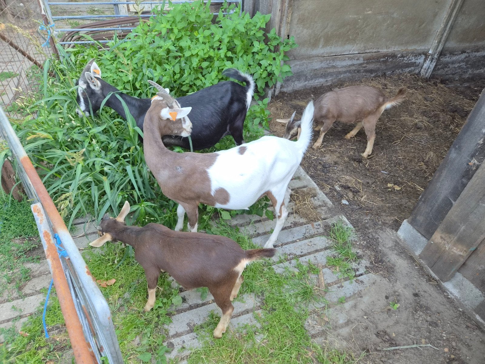 bonte geitjes, Animaux & Accessoires, Moutons, Chèvres & Cochons