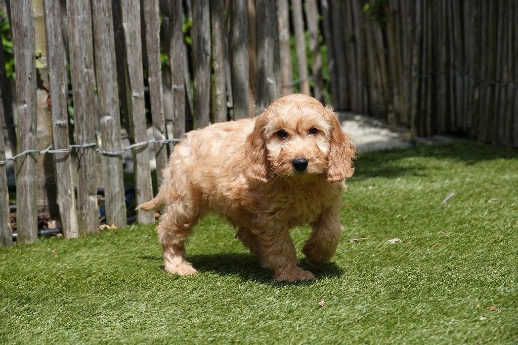 Magnifiques chiots Cockapoo Abricot et Sable, Autres races, Plusieurs, Hépatite contagieuse (maladie de Rubarth), Belgique