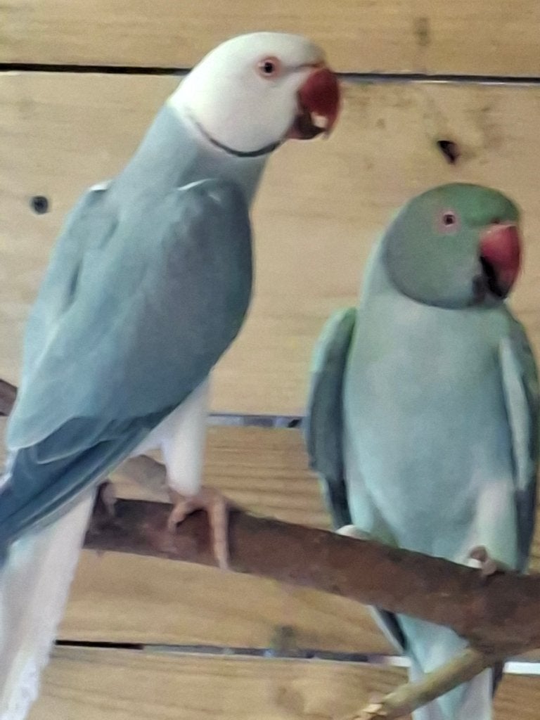 kwk halsbandparkieten wkws opaline met jongen, Meerdere dieren, Parkiet, Geringd