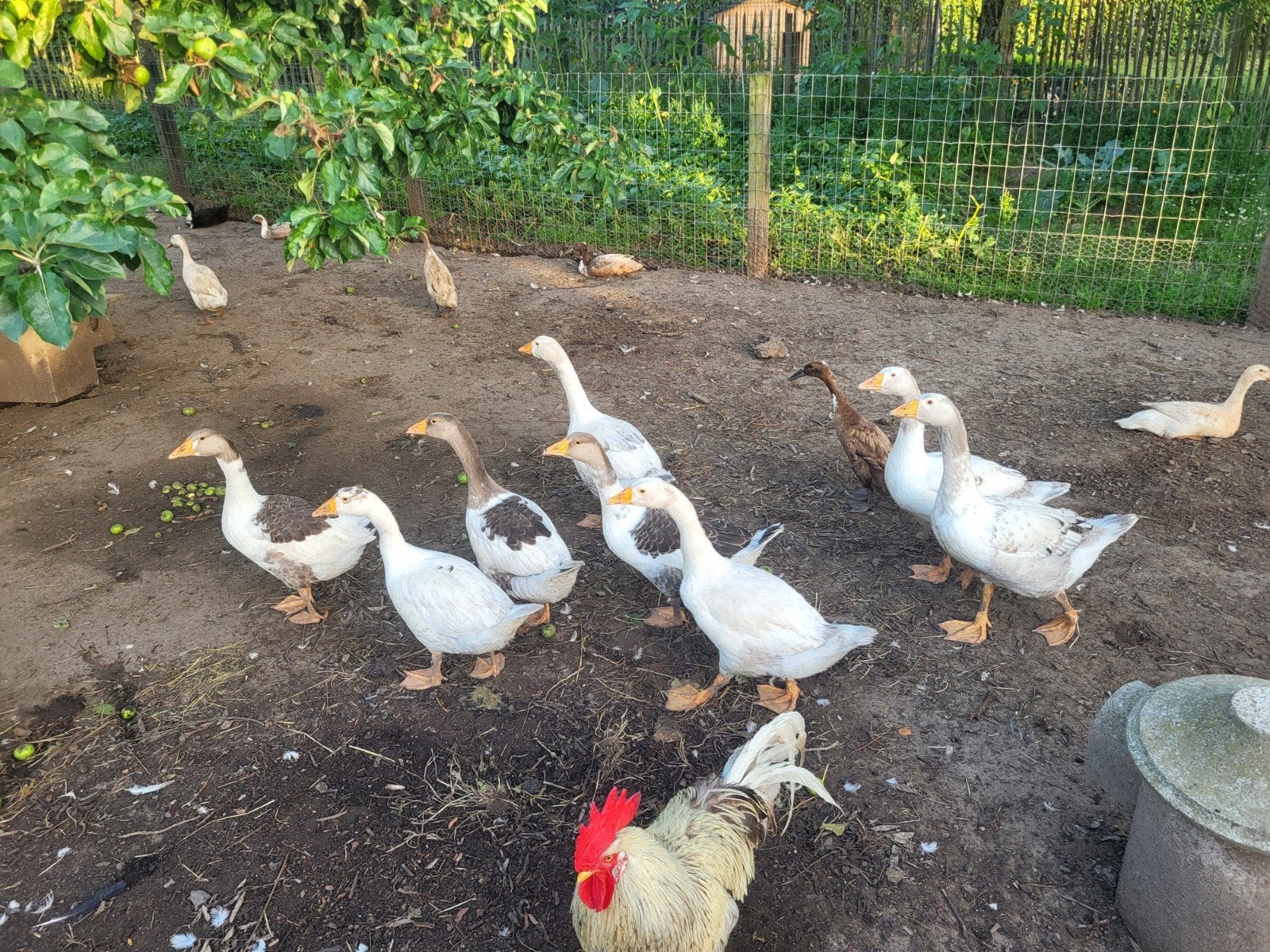 Jeunes oies, Sexe inconnu, Oie ou Cygne