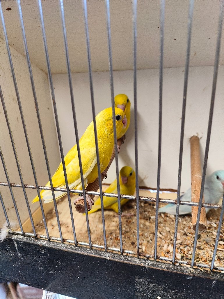 Forpussen, Dieren en Toebehoren, Meerdere dieren, Dwergpapegaai of Agapornis, Geringd