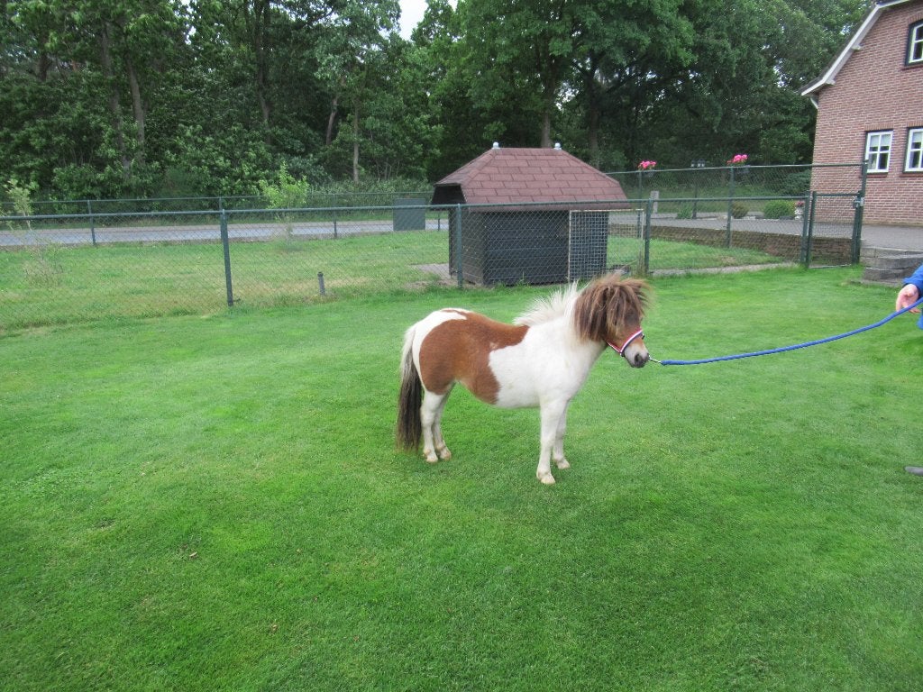 2 prachtige minipaardjes, Dieren en Toebehoren, Merrie, M, Gechipt, 0 tot 2 jaar
