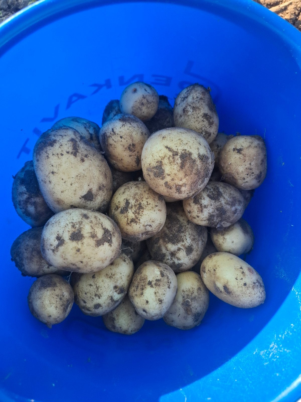 Nieuwe aardappelen, Ophalen