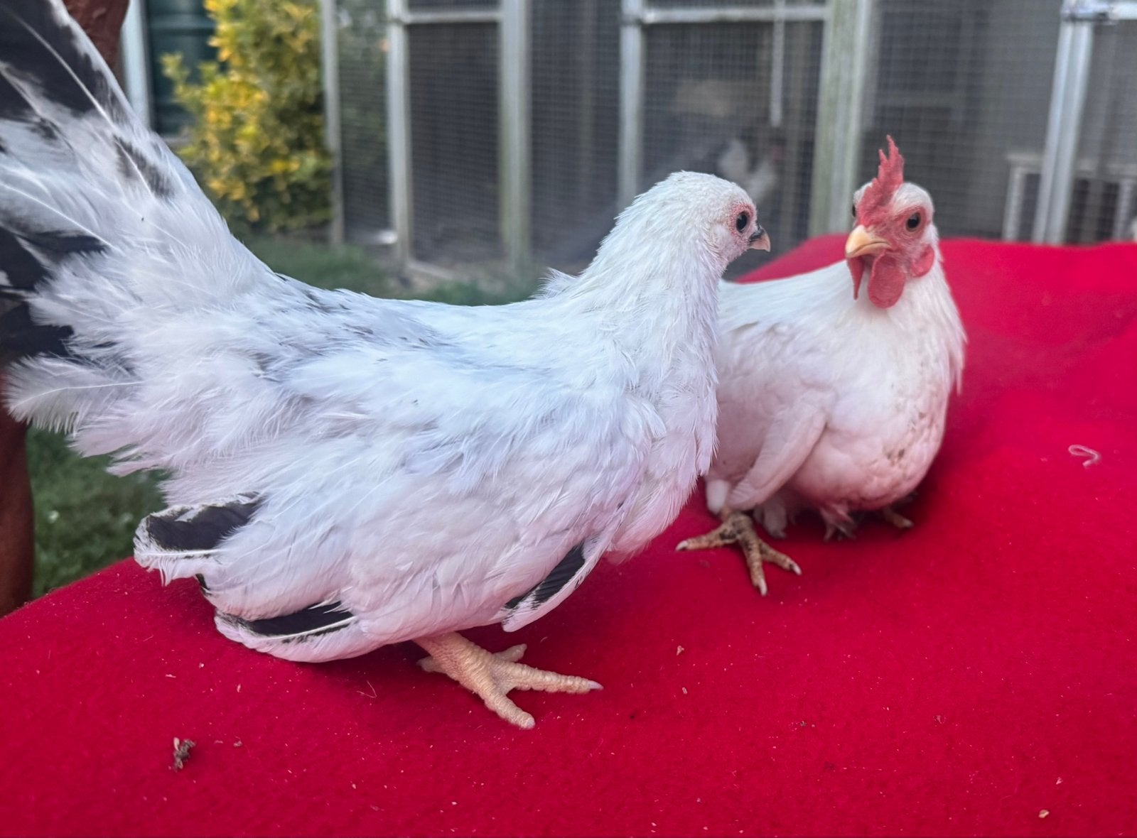 Serama koppel (EU), Dieren en Toebehoren