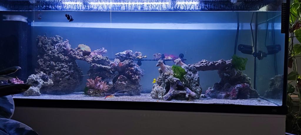 Zeeaquarium / zoutwater aquarium en benodigheden, Ophalen