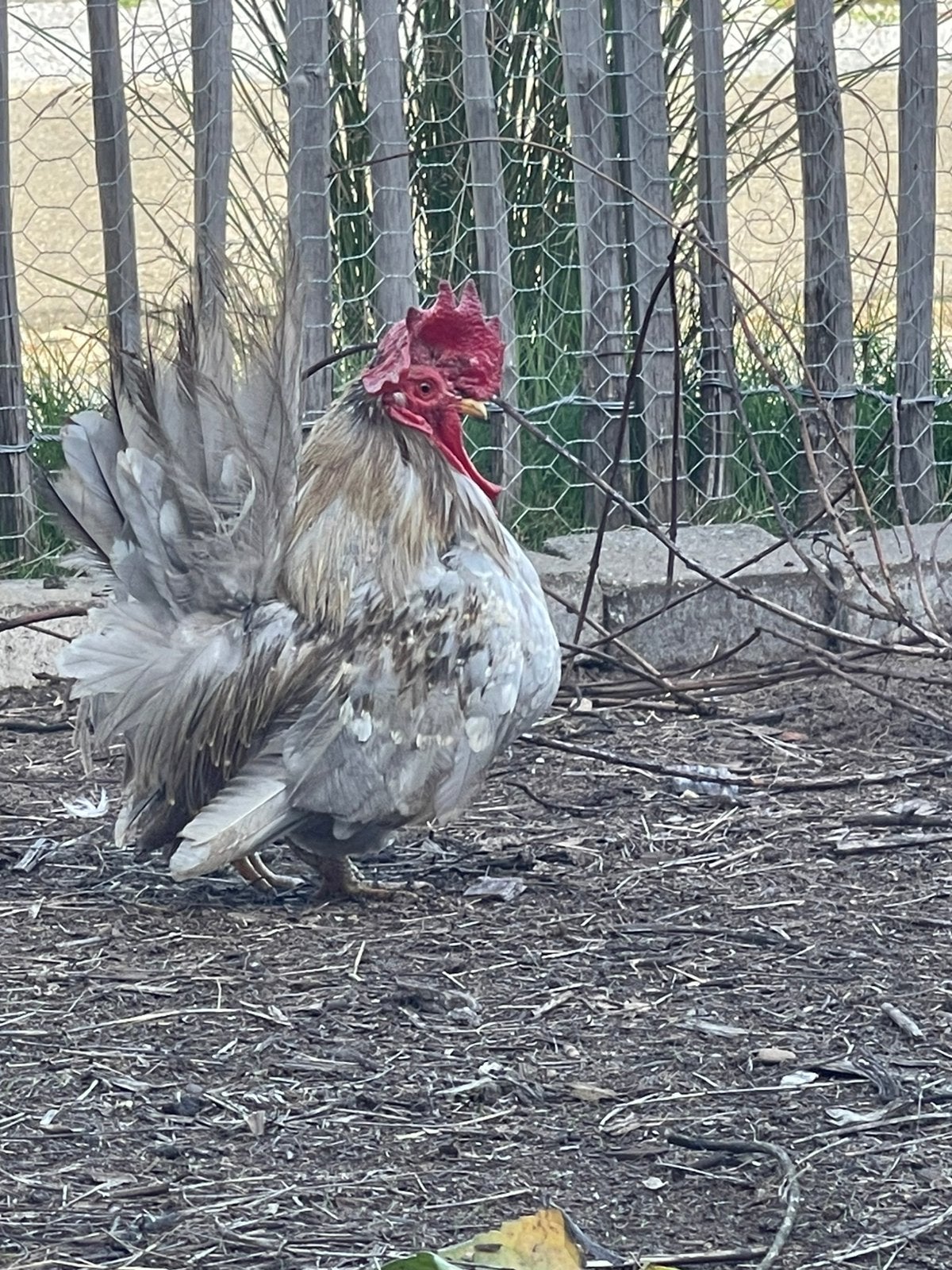 Chabo haan, Mâle, Poule ou poulet